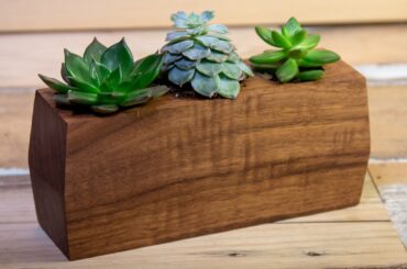 Planter made from a block of walnut for succulent pants