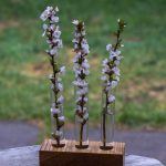 Block of Oak with holes drilled to hold glass test tubes.